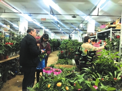 气温回升，绿植花卉市场迎来消费热潮——市场调研分析