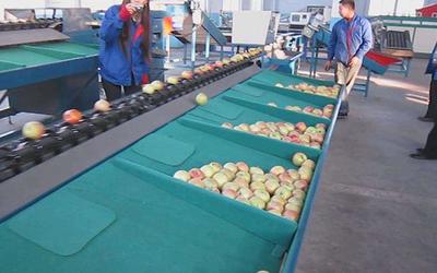 水果分级精细化 基于甜度、直径与新鲜度的市场扩容战略