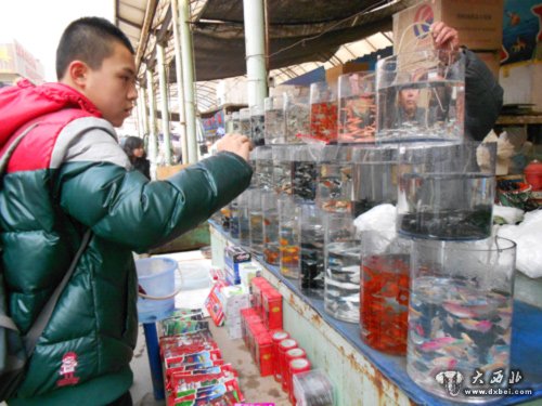 隆冬季节，雁滩花鸟市场依旧热闹——大西北网市场调查