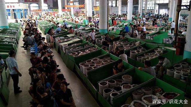 河北安国药材批发市场之新旧市场比较调研报告